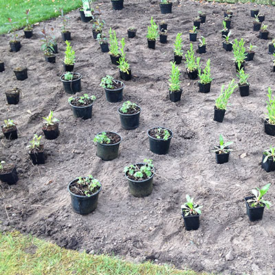 Leveren en uitzetten van vaste planten